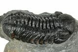 Detailed Austerops Trilobite - Ofaten, Morocco #323568-3